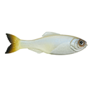 6th Sense Panorama 3.5