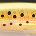 Rapala X-Rap Saltwater 10