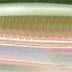 Rapala X-Rap Saltwater 10